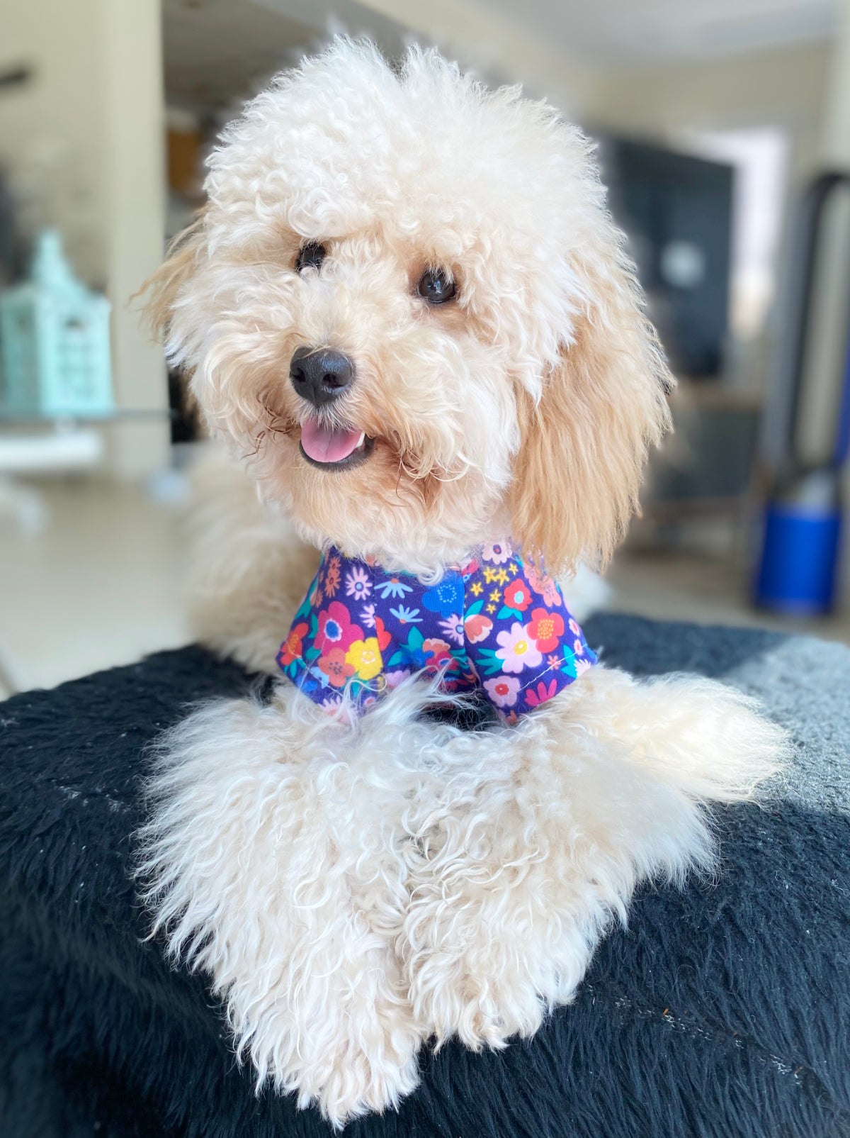 Dog t-shirt / Pyjamas in a floral pattern