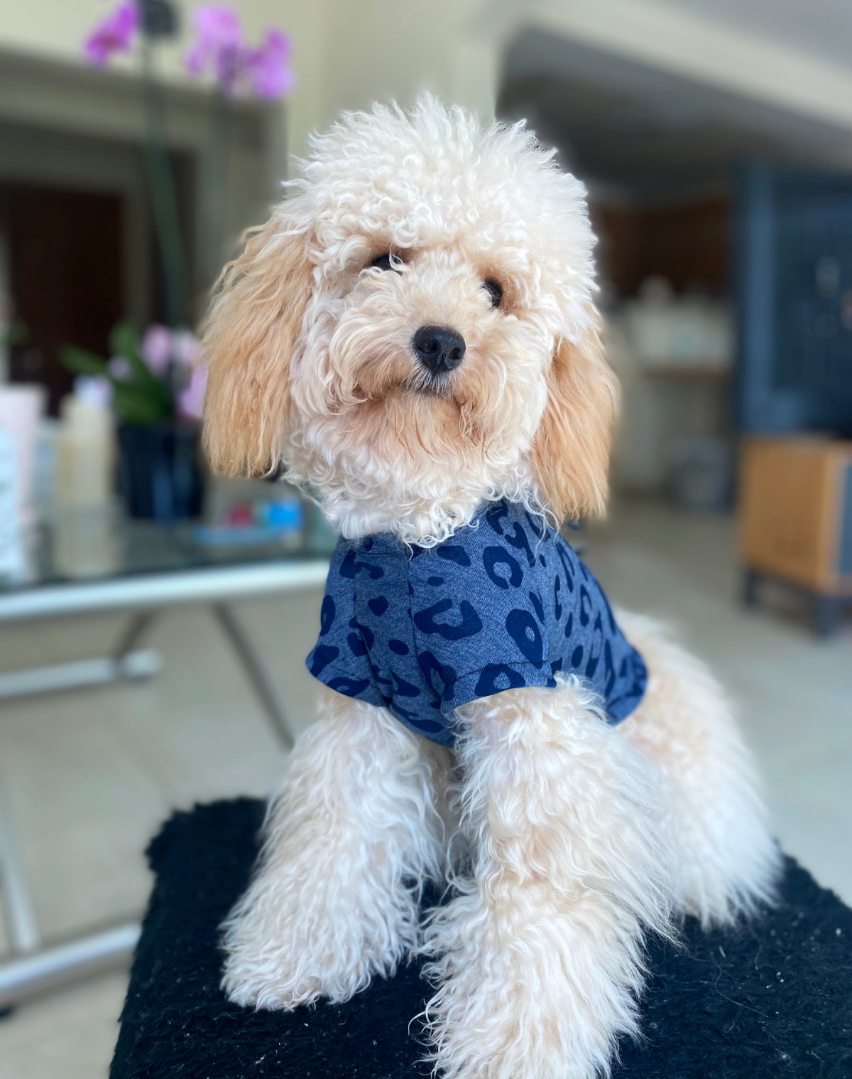 Dog t-shirt / Pyjamas in a navy leopard print