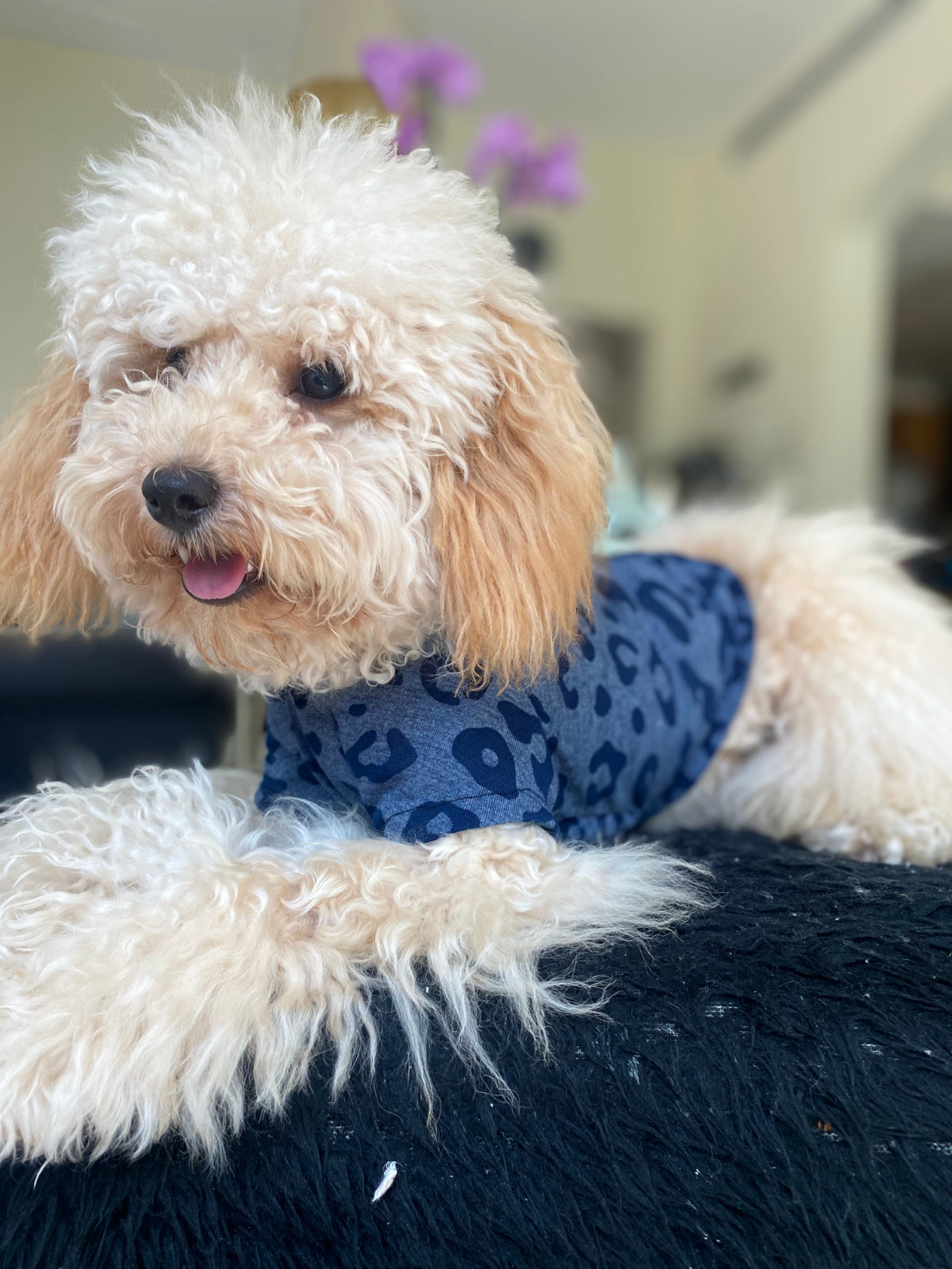 Dog t-shirt / Pyjamas in a navy leopard print